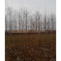6公分速生楊