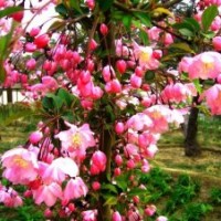 長期供應(yīng)北美系列海棠苗 直銷優(yōu)質(zhì)珠穆朗瑪絢麗高原之火等樹苗