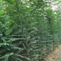 山西低價供應國槐苗 低價處理500萬株國槐苗