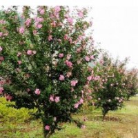 大量批發(fā)西府海棠小苗 行道樹西府海棠 工程綠化西府海棠樹苗