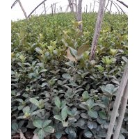 衛(wèi)茅小苗