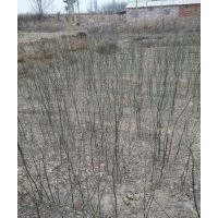 國(guó)槐小苗