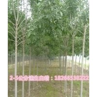 速生白蠟苗價(jià)格