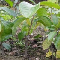 核桃苗、棗樹苗、山楂苗、柿子苗