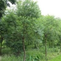 烏桕種苗、烏桕樹的價(jià)格、烏桕圖片