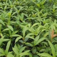 南寧央大大量供應金絲楠苗木