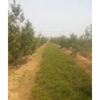 出售2000多棵8——12公分國(guó)槐