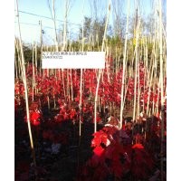2014美國紅楓預定中
