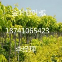 主要經(jīng)營品種有. 金葉復(fù)葉槭，五角楓，紫葉稠李，紅葉李，金葉榆