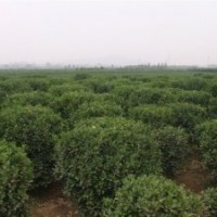 黃楊