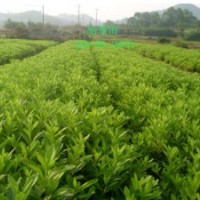綠化苗木桂花樹(shù)、杜鵑，金葉女貞，桂花苗、樂(lè)昌含笑，深山含笑，