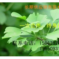 長(zhǎng)期供應(yīng)3-60公分銀杏樹、國(guó)槐等綠化苗木