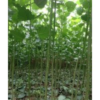 遼寧鞍山綠化苗木