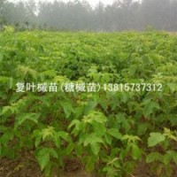 未來(lái)城市綠化主要用苗復(fù)葉槭苗