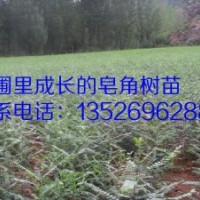 皂角樹苗