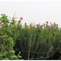 紅花紫薇幼苗