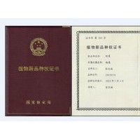 金紅楊，中華紅霞楊，速生，彩色，全紅楊，紅葉楊