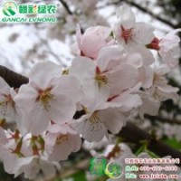 日本早櫻 樹姿灑脫 花大艷麗 日本早櫻圖片|價格|信息 江西綠農(nóng)發(fā)