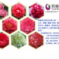大量供應(yīng)茶花小苗、枝條、綠化小苗
