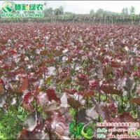 中華紅葉楊 耐寒耐熱 抗性強(qiáng) 彩葉楊小苗供應(yīng)|批發(fā)|零售