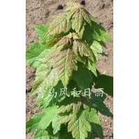 銷(xiāo)售美國(guó)紅楓紅點(diǎn)紅楓扦插苗