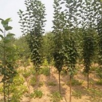 海棠樹價格_海棠樹的養(yǎng)植方法