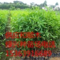 大量批發(fā)竹節(jié)樹苗（別名：鵝腎木苗、鵝山木苗、和順木苗、山竹黎