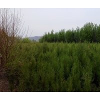 長期供應工程綠化苗木 膠東衛(wèi)矛，水蠟，丁香（大量），紅葉小檗
