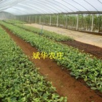 供多種規(guī)格的金花茶苗、盆景、嫁接枝和扦插枝條