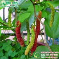 臺(tái)灣超級(jí)長(zhǎng)果桑 優(yōu)質(zhì)櫻桃小苗供應(yīng)批發(fā)零售
