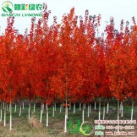 美國(guó)改良紅楓 夕陽(yáng)紅楓 紅楓小苗供應(yīng)批發(fā)零售|江西綠農(nóng)
