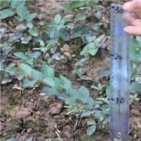 重慶紅火箭紫薇樹(shù)