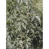 2公分的皂角苗、白蠟、五角楓一級(jí)綠化苗木