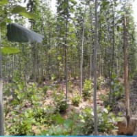 山東毛白楊小苗價格，毛白楊種植基地，毛白楊供應(yīng)商