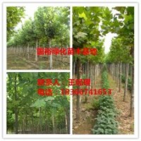 供應(yīng)13公分-15公分裸根定桿法桐小苗山東價格