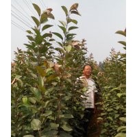 北美海棠、西府海棠苗