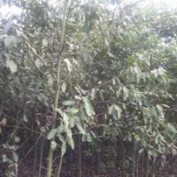 供應(yīng)香樟