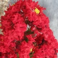 紅火箭小苗