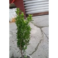 小葉黃楊