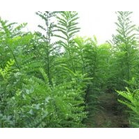 國槐小苗，山東國槐小苗供應(yīng)商，天銳苗木