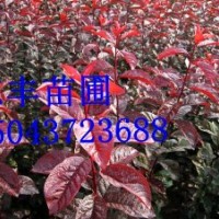 紅葉李