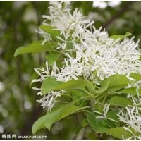 流蘇苗價(jià)格 流蘇苗品種