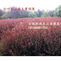 安徽 紅葉李小苗500萬棵供應(yīng)商