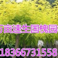 國槐價格