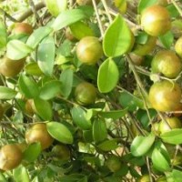 供應廣西融水一年生高油豐產(chǎn)型軟枝油茶嫁接苗