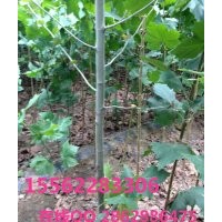 法桐 速生法桐 濟(jì)寧保國園林