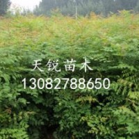 山東北欒小苗，北京欒樹，北欒苗，山東北欒苗