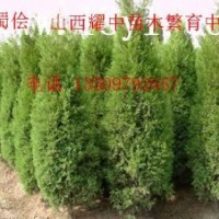 蜀儈50000萬(wàn)苗急出售，