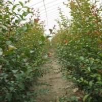 紅火箭袋苗30-60CM