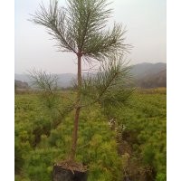 供30-2米高營養(yǎng)缽、營養(yǎng)袋、營養(yǎng)杯油松。